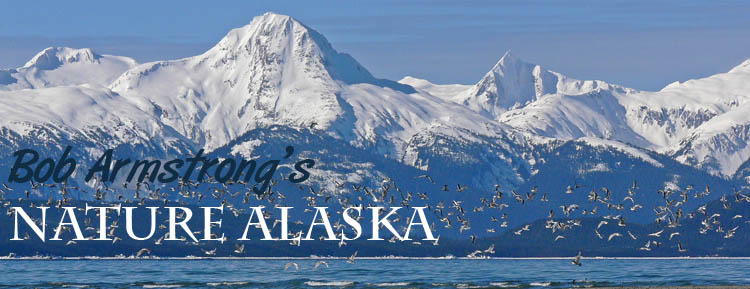 Bob Armstrong's Nature Alaska-Books, Calendars, Photography