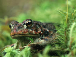 Toad