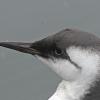 Common-Murre-in-winter-plumage-head