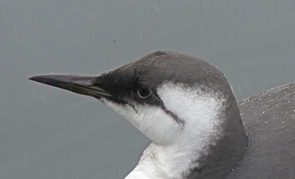 Common-Murre-in-winter-plumage-head
