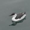 Common-Murre-in-winter-plumage