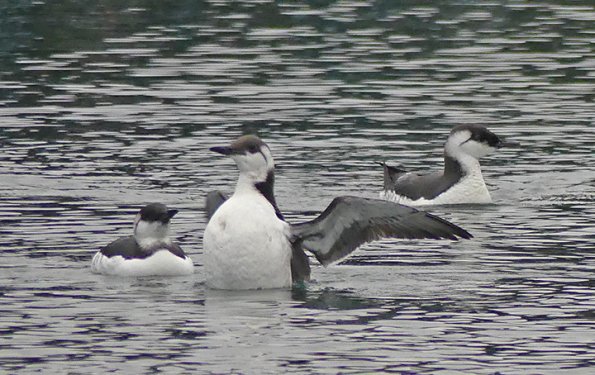 Common-Murre-with-wings-outstretched