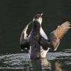 common-murre-flapping-wings