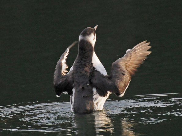 common-murre-flapping-wings