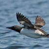 common-murre-in-flight