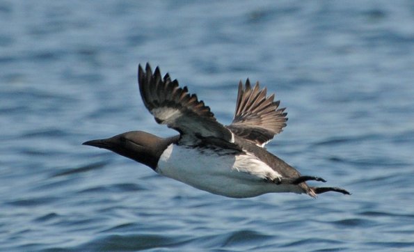 common-murre-in-flight