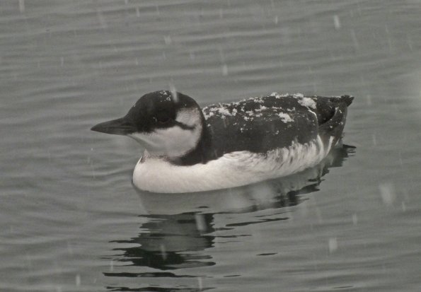 common-murre-in-snow