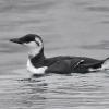 common-murre-nonbreeding-november