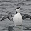 common-murre-stretching-in-the-rain_1326331833
