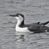 common-murre-with-d-300