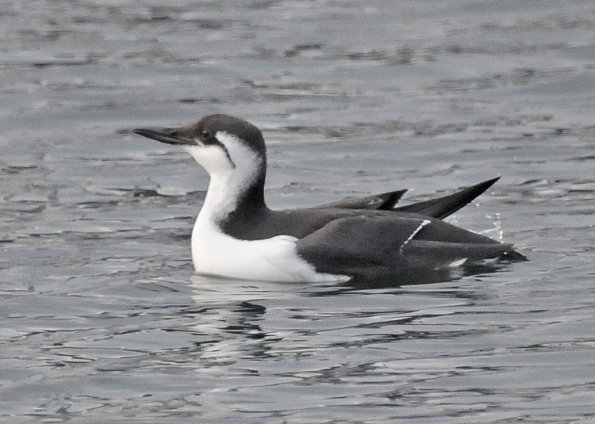 common-murre-with-d-300