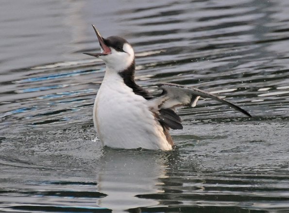 common-murre-with-mouth-open