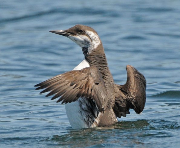 common-murre-with-wings-raised