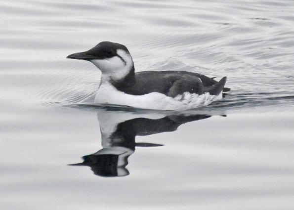 common-murre