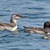 common-murres-different-plumages
