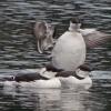 common-murres-three