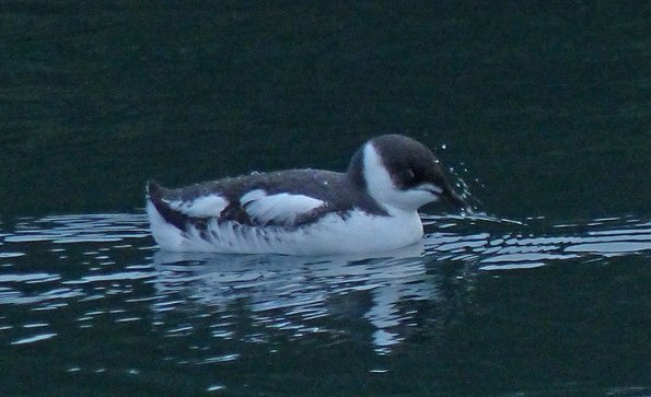 dmarbled-murrelet-with-pacific-sand-lance