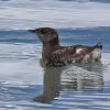 marbled-murrelet-breeding