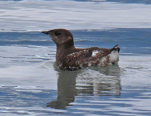 marbled-murrelet-breeding