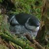 marbled-murrelet-chick-on-sept-1-about-35-days-old