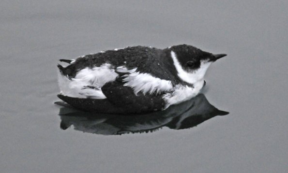 marbled-murrelet-december