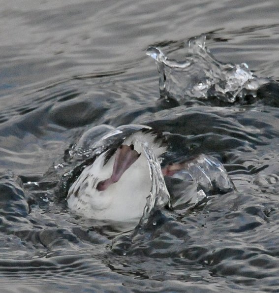 marbled-murrelet-foot