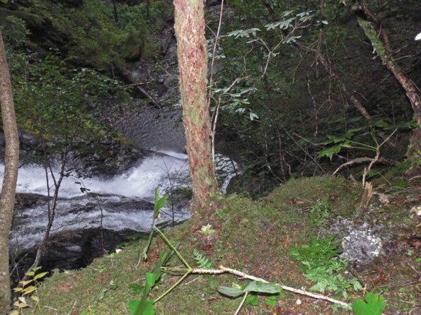 marbled-murrelet-gound-nest-site-at-top-of-waterfall