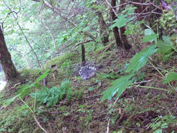 marbled-murrelet-ground-nest-site-showing-fecal-ring