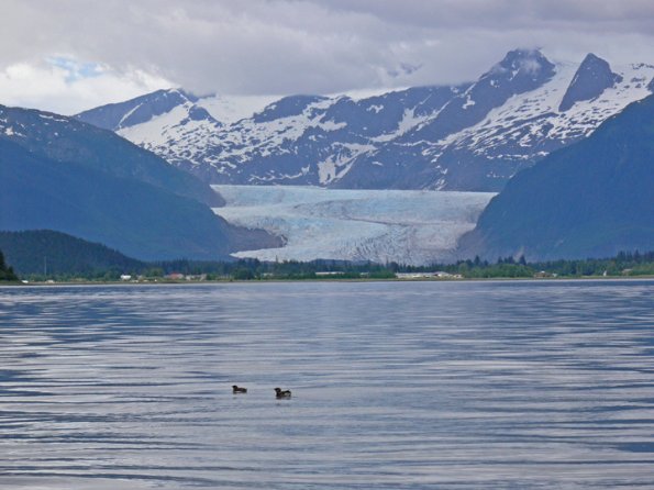 marbled-murrelet-pair-and-mendenhall-glacier