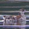 marbled-murrelet-photo-taken-may-8