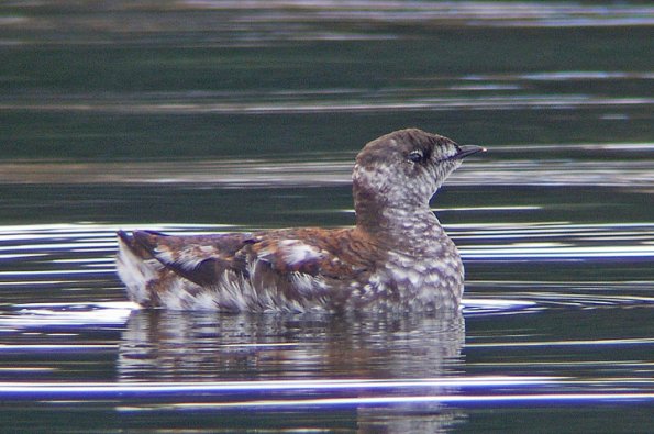 marbled-murrelet-photo-taken-may-8