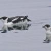 marbled-murrelets-winter-3
