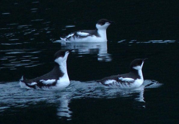 marbled-murrelets-winter-plumage-one-concerned