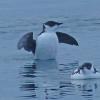 marbled-murrelets-winter-plumage-wings-raised-1