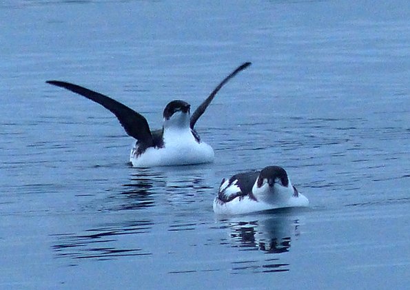 marbled-murrelets-winter-plumage-wings-raised-2