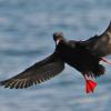 pigeon-guillemot-in-flight-showing-red-feet