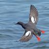 pigeon-guillemot-in-flight