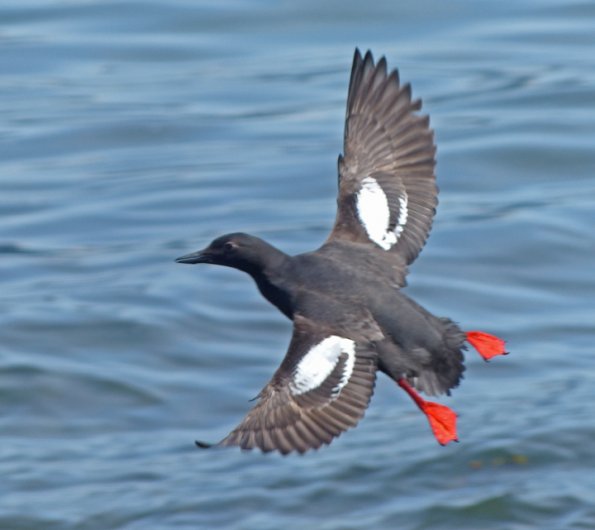 pigeon-guillemot-in-flight
