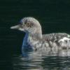 pigeon-guillemot-juvenile