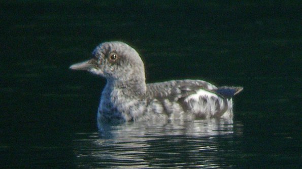 pigeon-guillemot-juvenile
