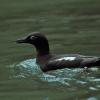 pigeon-guillemot-on-water