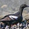 pigeon-guillemot-portrait