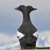 pigeon-guillemot-rare-two-headed