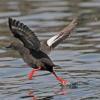pigeon-guillemot-taking-off-from-water