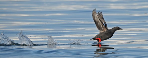 pigeon-guillemot-taking-off