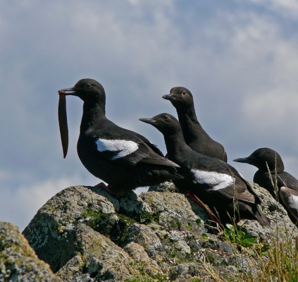 pigeon-guillemots-one-with-gunnel