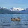 pigeon-guillemots-view-into-auke-bay-and-mendenhall-glacier