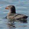 rhinoceros-auklet-breeding-st