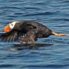tufted-puffin-in-flight