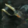 tufted-puffin-preening-captive-